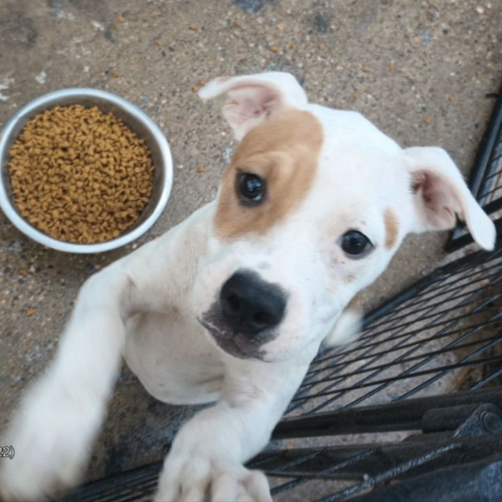 Terrier mix clearance food