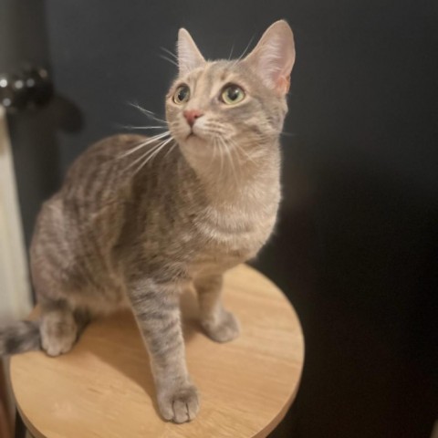 Sugar, an adoptable Domestic Short Hair in Lantana, TX, 76226 | Photo Image 1