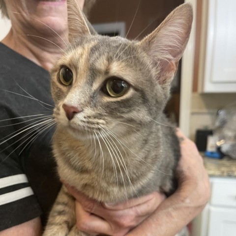 Sugar, an adoptable Domestic Short Hair in Lantana, TX, 76226 | Photo Image 2