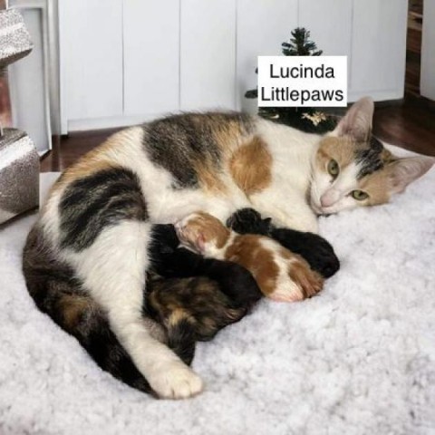 Lucinda Littlepaws