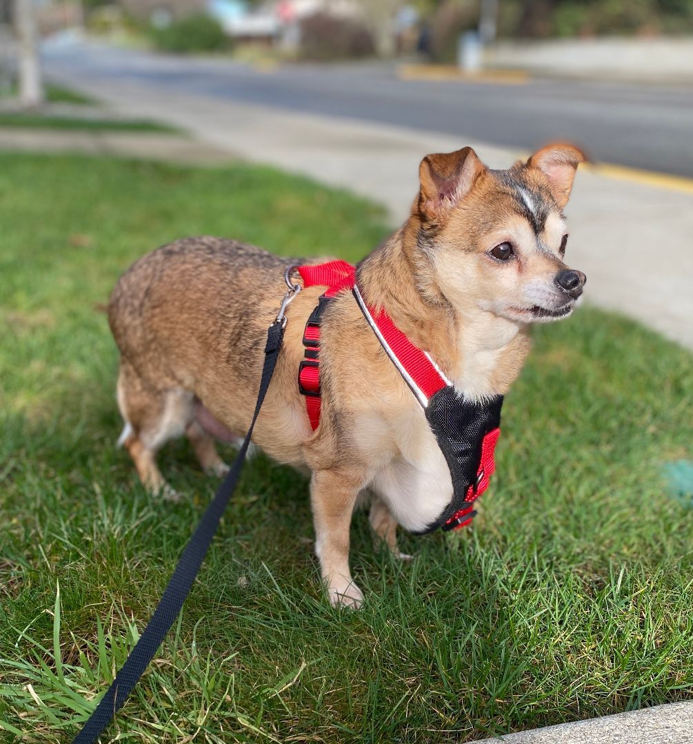 Dog for adoption Coco a Chihuahua in lynnwood WA Petfinder