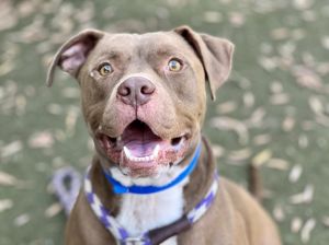 CHOCOLATE American Staffordshire Terrier Dog