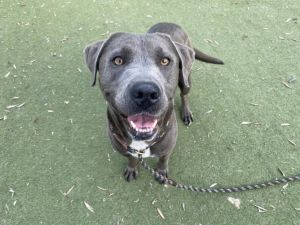 BEAUTY Pit Bull Terrier Dog