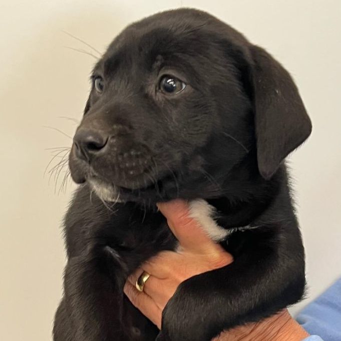 Milo, an adoptable Black Labrador Retriever in Holton, KS_image-2