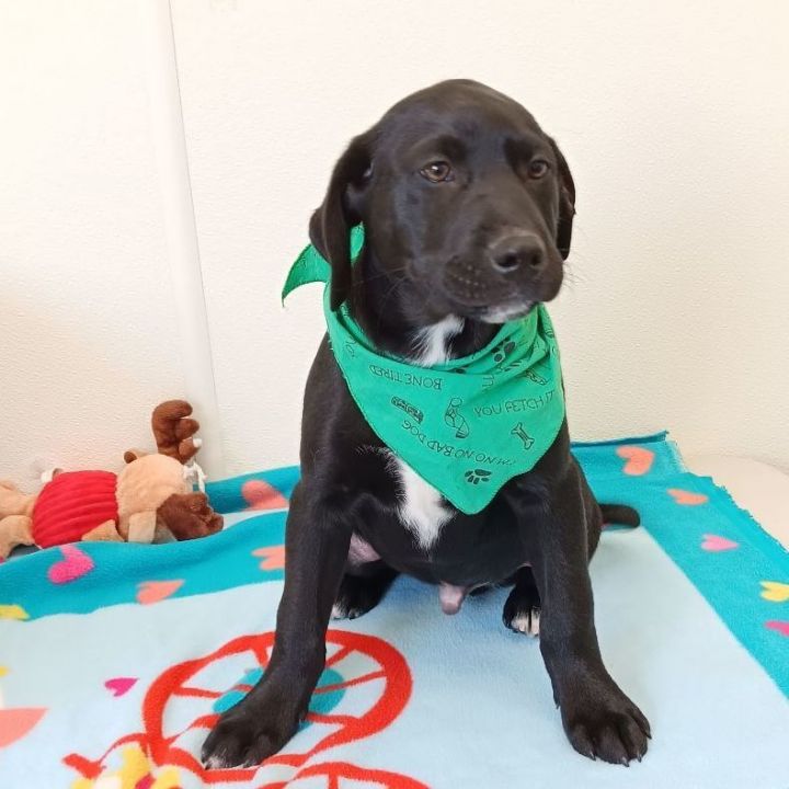 Milo, an adoptable Black Labrador Retriever in Holton, KS_image-1