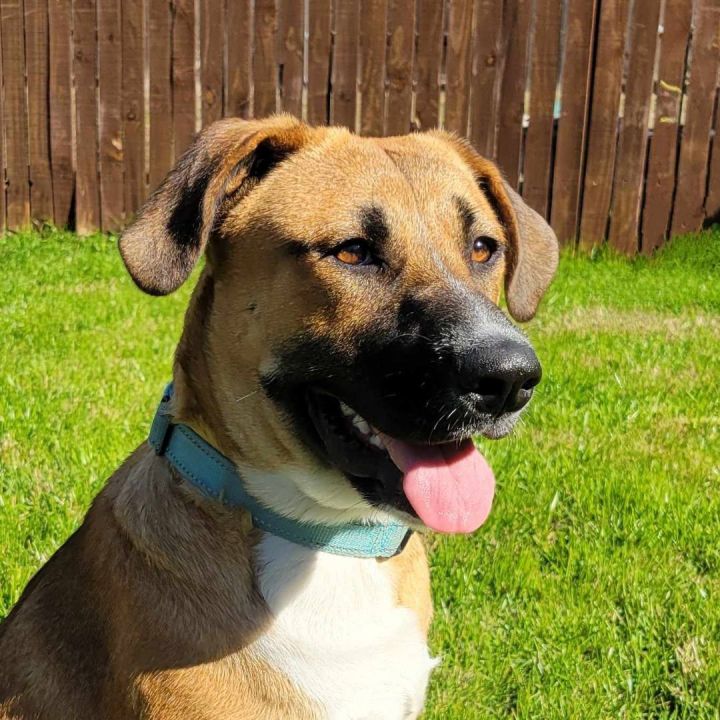Taylor Swift, an adoptable Black Mouth Cur Mix in Austin, TX_image-1