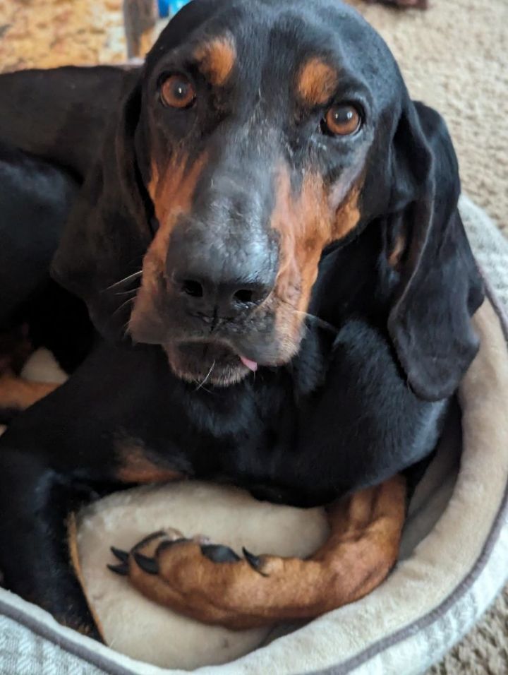 WILLOW, an adoptable Black and Tan Coonhound in Lincoln, NE_image-1
