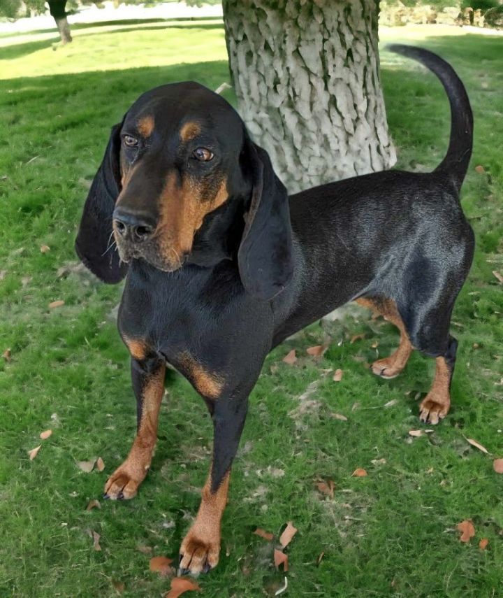 WILLOW, an adoptable Black and Tan Coonhound in Lincoln, NE_image-4