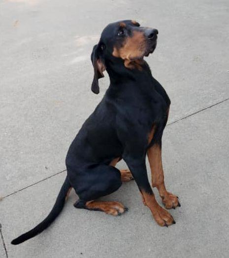 WILLOW, an adoptable Black and Tan Coonhound in Lincoln, NE_image-5