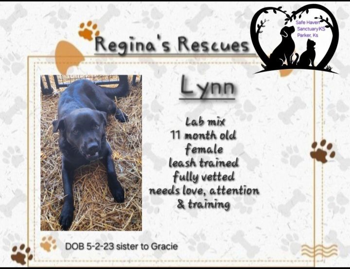 Lynn, an adoptable Black Labrador Retriever & Rottweiler Mix in Parker, KS_image-1