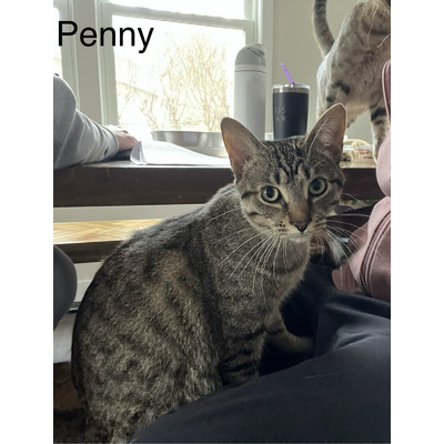 Penny, an adoptable Domestic Short Hair & Tiger Mix in Portage, MI_image-3