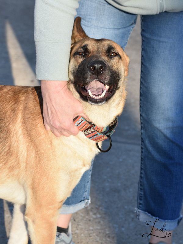Lady - NJ, an adoptable German Shepherd Dog & Shepherd Mix in Princeton, NJ_image-4