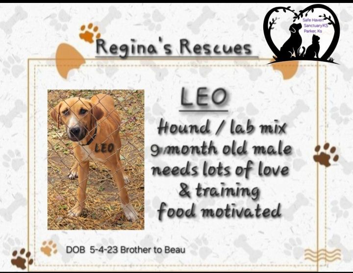 Leo, an adoptable Bloodhound & Labrador Retriever Mix in Parker, KS_image-1