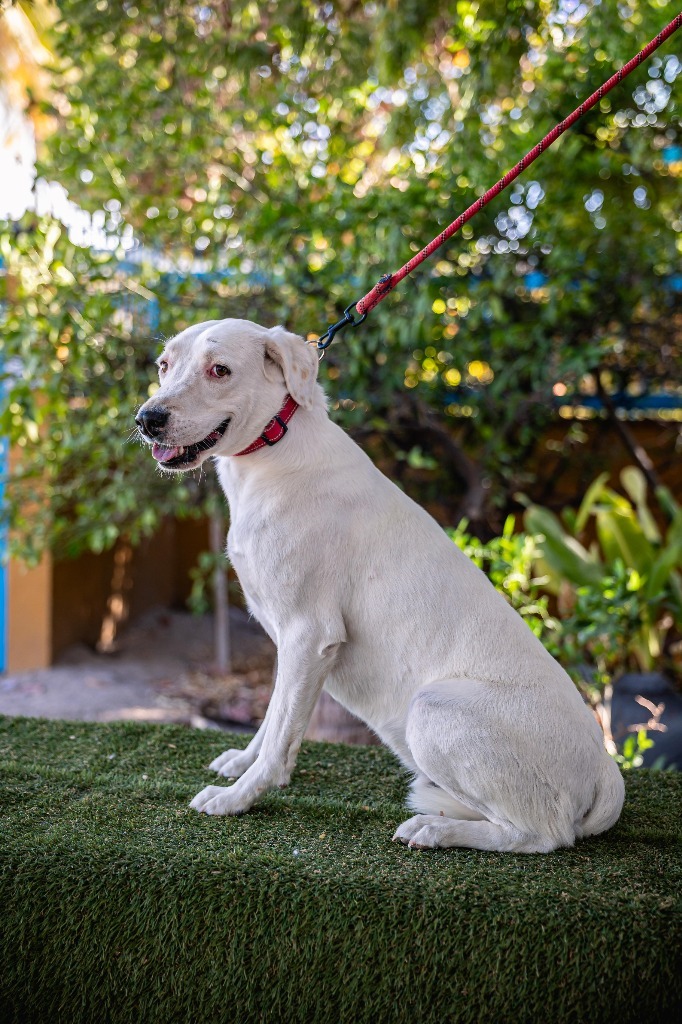 Theo, an adoptable Labrador Retriever, Dalmatian in Anacortes, WA, 98221 | Photo Image 1