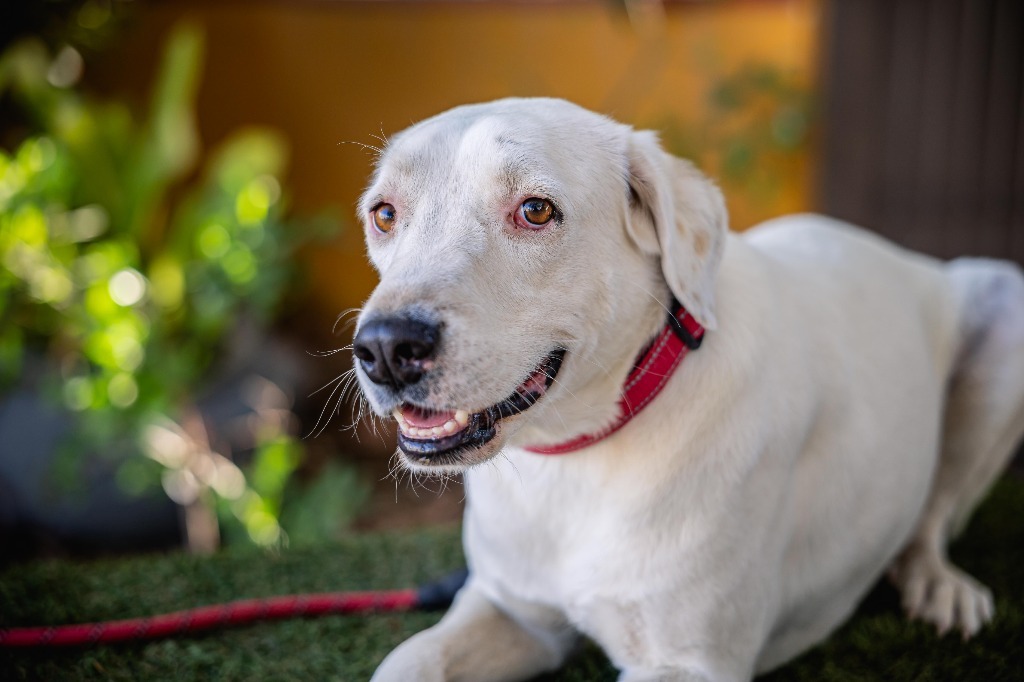 Theo, an adoptable Labrador Retriever, Dalmatian in Anacortes, WA, 98221 | Photo Image 2
