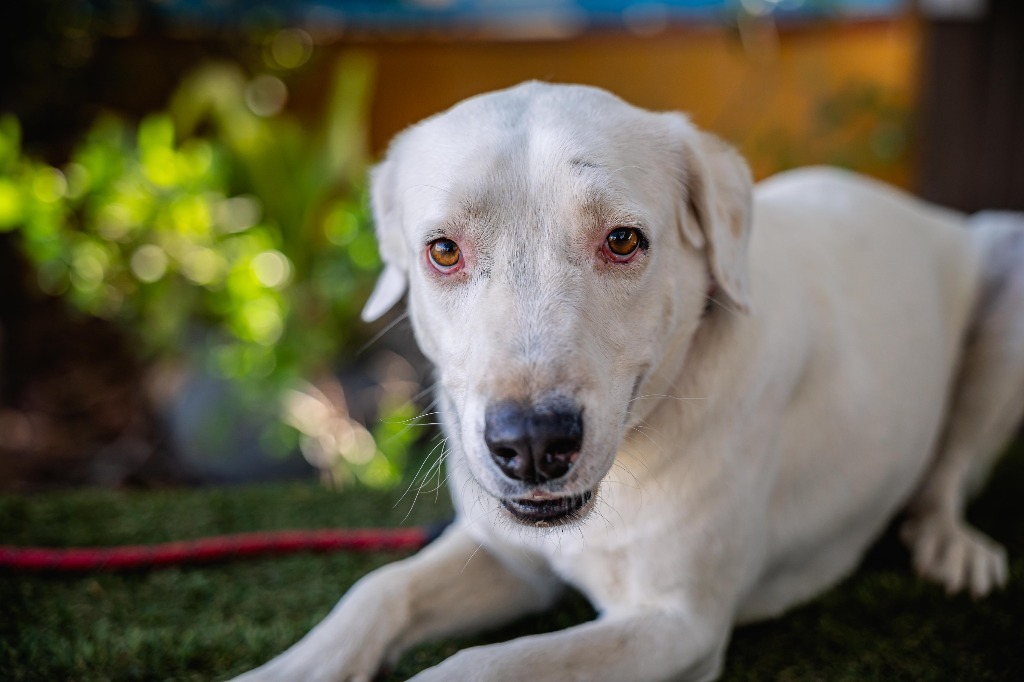 Theo, an adoptable Labrador Retriever, Dalmatian in Anacortes, WA, 98221 | Photo Image 3