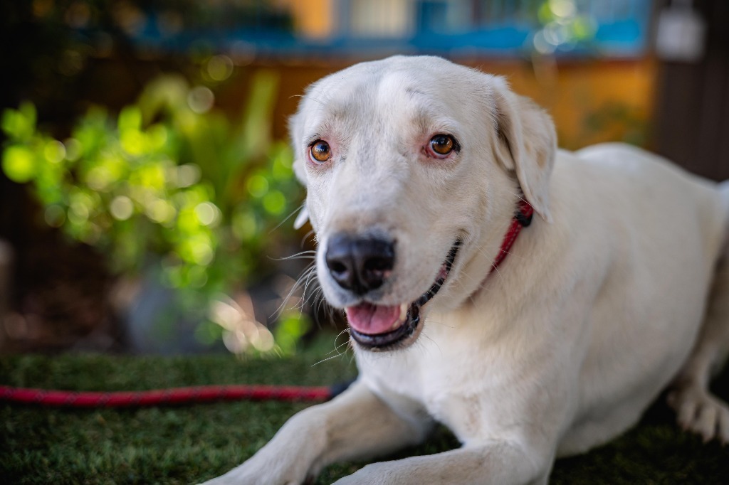 Theo, an adoptable Labrador Retriever, Dalmatian in Anacortes, WA, 98221 | Photo Image 5