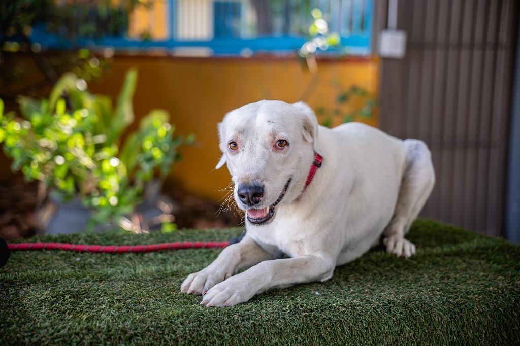 Theo, an adoptable Labrador Retriever, Dalmatian in Anacortes, WA, 98221 | Photo Image 6