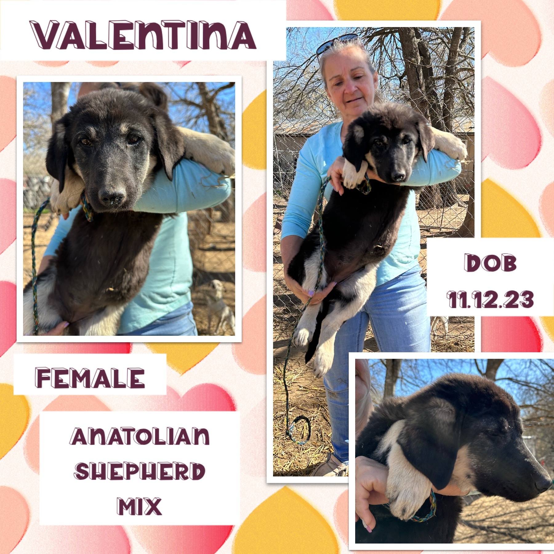 Anatolian Shepherd Rescue Texas - wn9qgut