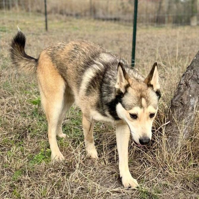 German shepherd husky store adoption