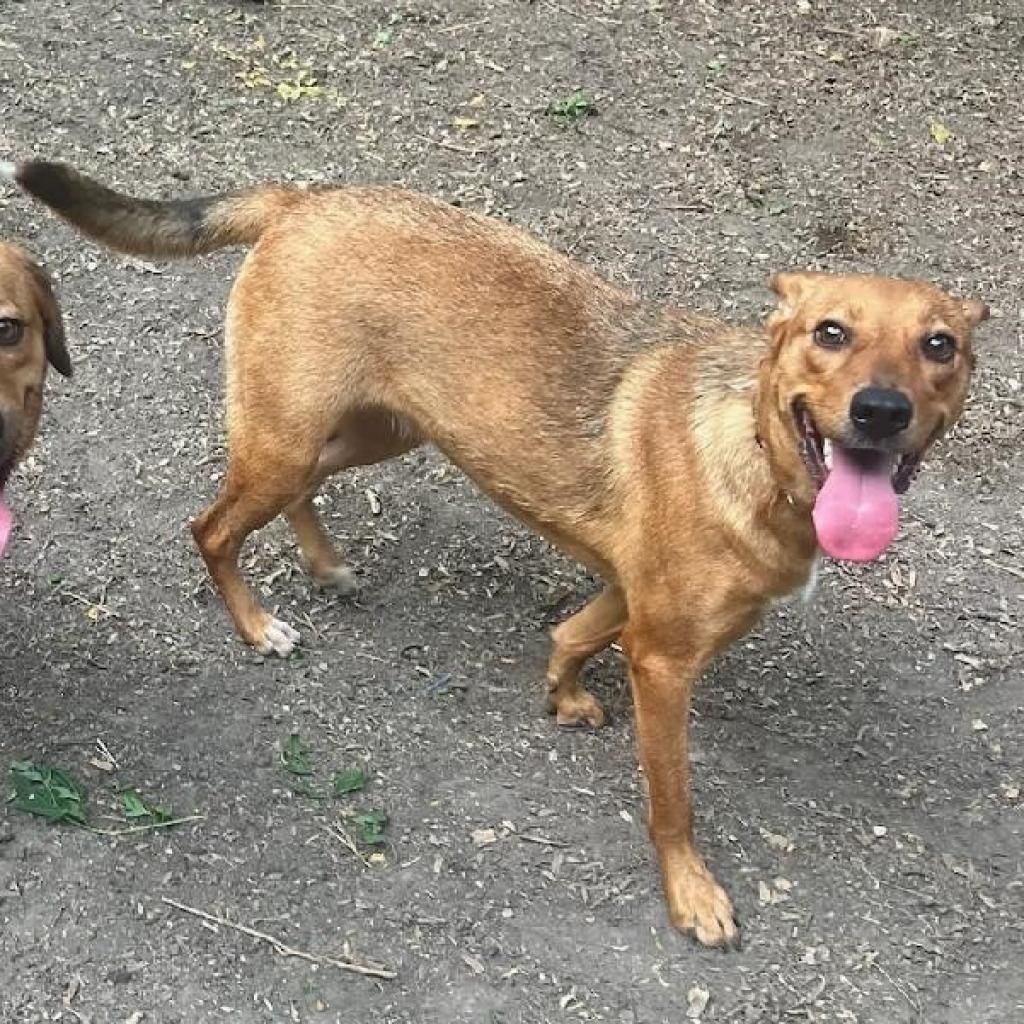 Callie, an adoptable Retriever, Shepherd in San Antonio, TX, 78253 | Photo Image 1