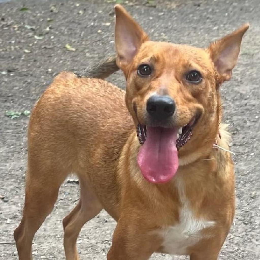 Callie, an adoptable Retriever, Shepherd in San Antonio, TX, 78253 | Photo Image 2