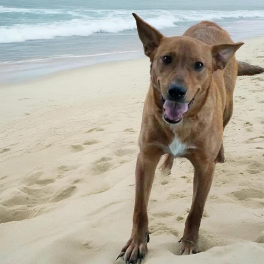 Callie, an adoptable Retriever, Shepherd in San Antonio, TX, 78253 | Photo Image 3