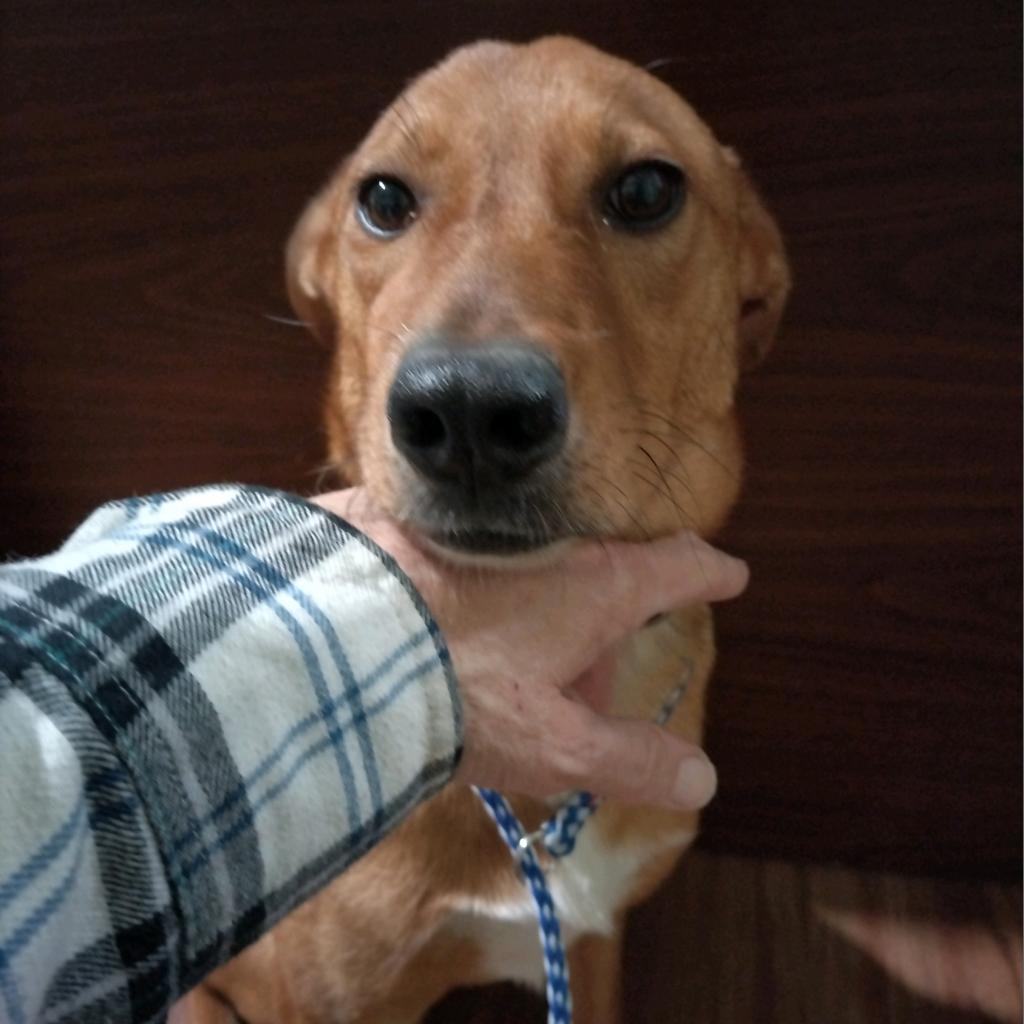 Callie, an adoptable Retriever, Shepherd in San Antonio, TX, 78253 | Photo Image 4