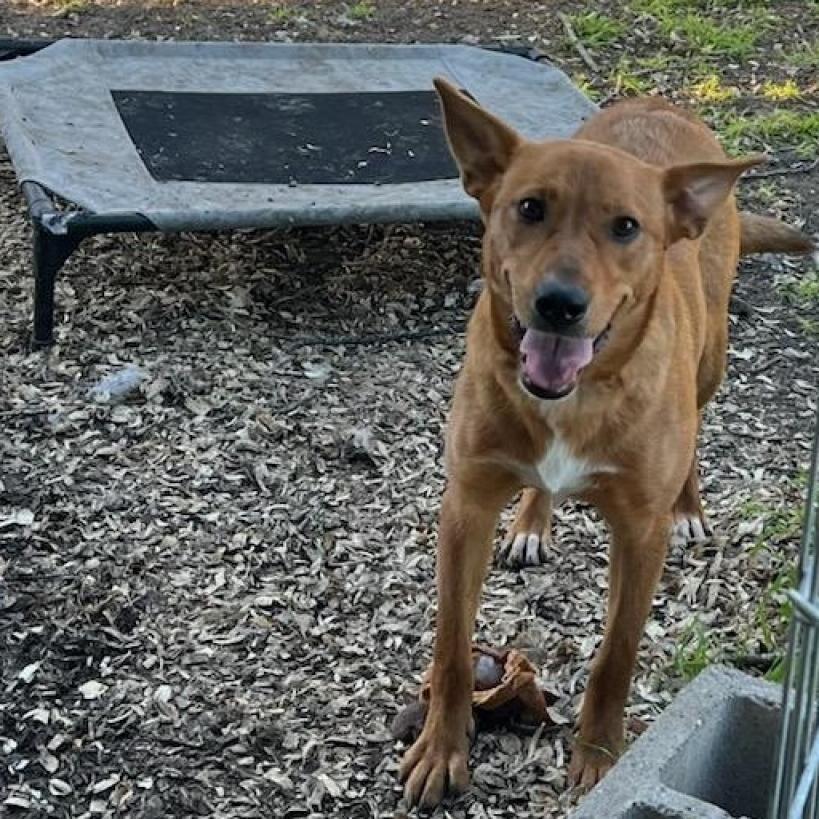 Callie, an adoptable Retriever, Shepherd in San Antonio, TX, 78253 | Photo Image 5