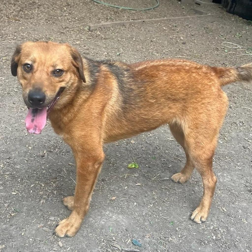 Ryno, an adoptable Retriever, Shepherd in San Antonio, TX, 78253 | Photo Image 1
