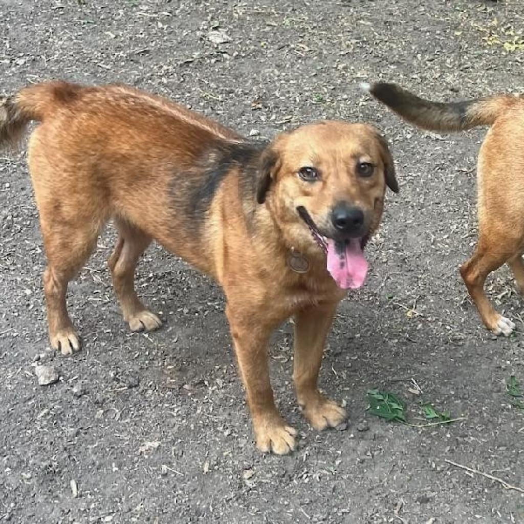 Ryno, an adoptable Retriever, Shepherd in San Antonio, TX, 78253 | Photo Image 2