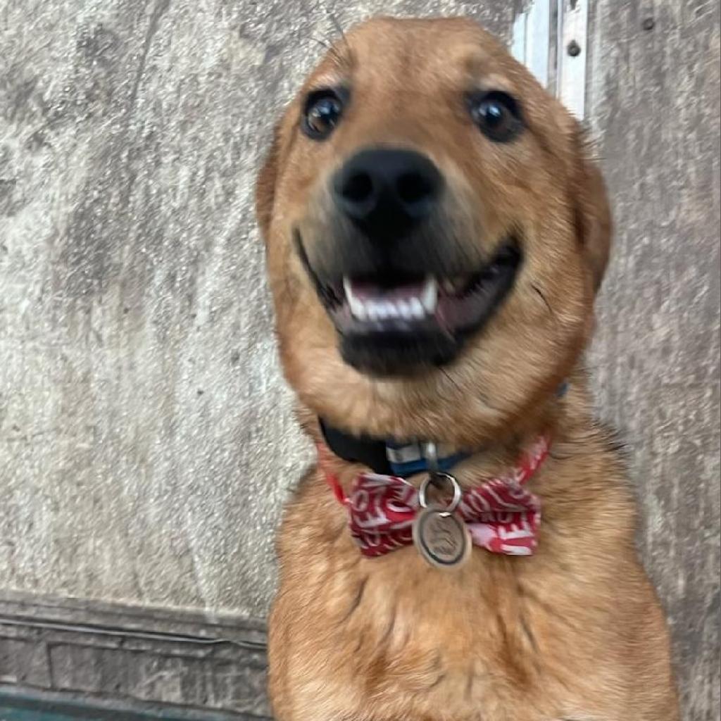Ryno, an adoptable Retriever, Shepherd in San Antonio, TX, 78253 | Photo Image 3