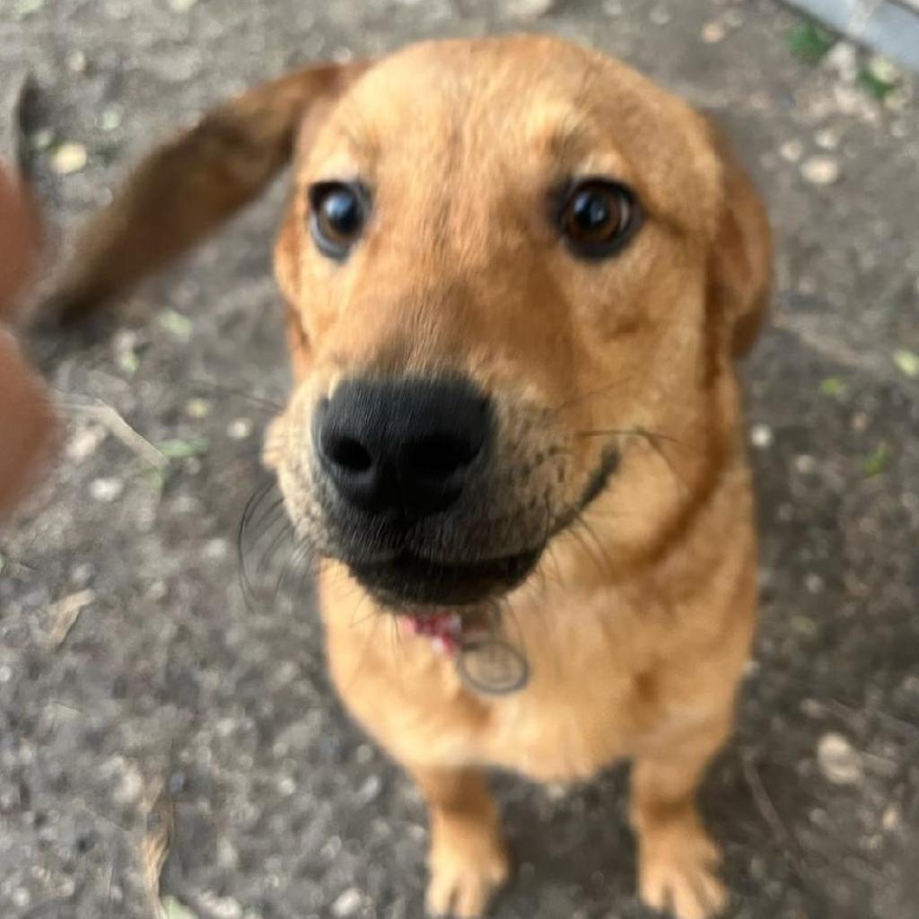 Ryno, an adoptable Retriever, Shepherd in San Antonio, TX, 78253 | Photo Image 4