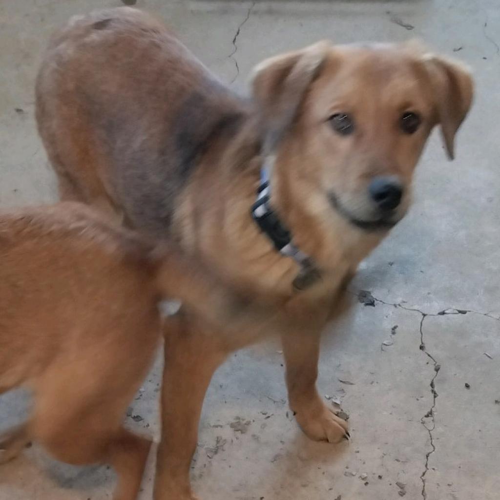 Ryno, an adoptable Retriever, Shepherd in San Antonio, TX, 78253 | Photo Image 5