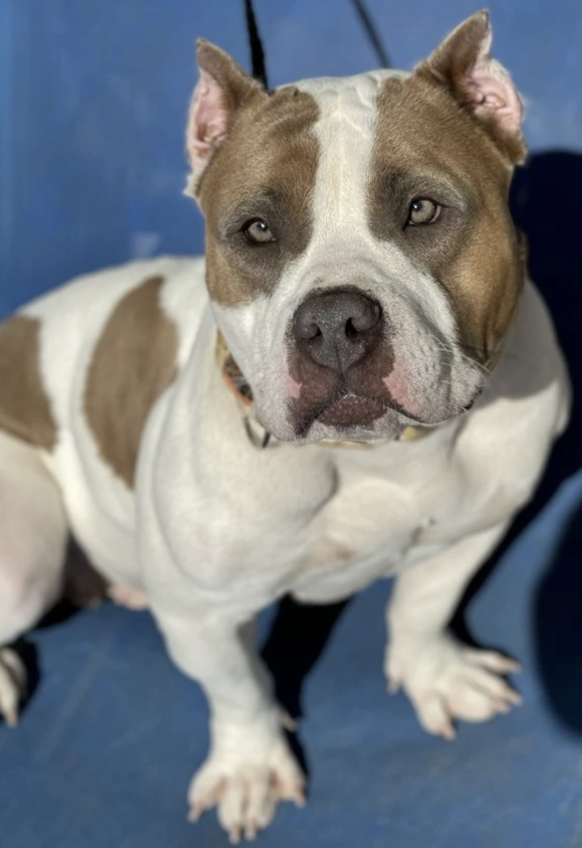 Dog for adoption - Babybel , an American Bully in Kansas City, MO ...