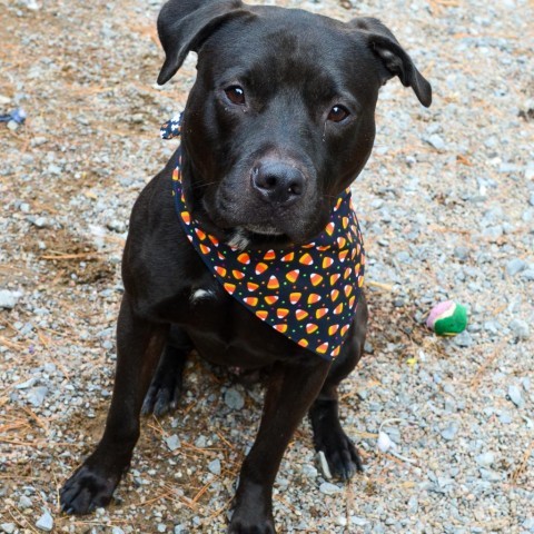 Eli, an adoptable Mixed Breed in Glenfield, NY, 13343 | Photo Image 1