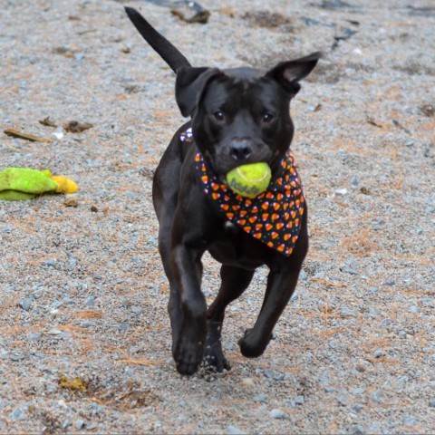 Eli, an adoptable Mixed Breed in Glenfield, NY, 13343 | Photo Image 2