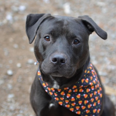 Eli, an adoptable Mixed Breed in Glenfield, NY, 13343 | Photo Image 3