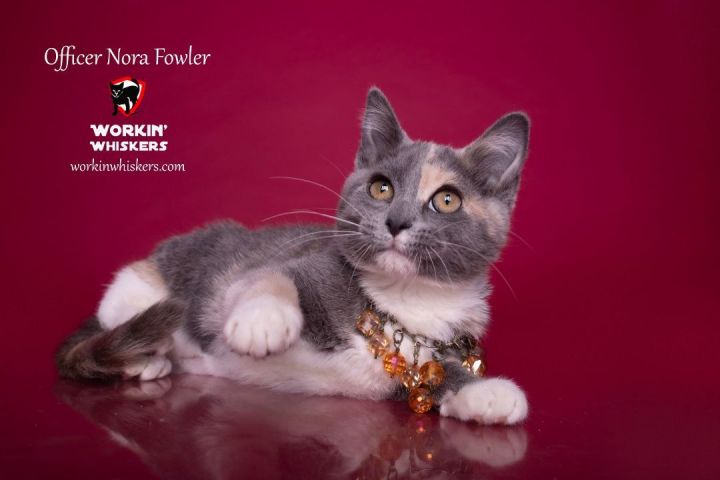OFFICER NORA FOWLER, an adoptable Dilute Calico & Domestic Short Hair Mix in HEMET, CA_image-1