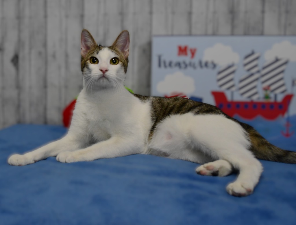 Ryland, an adoptable Domestic Short Hair in Roanoke, TX, 76262 | Photo Image 1