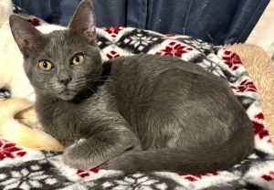 Meet Ruby a delightful female kitten ready to steal your heart With her sweet 