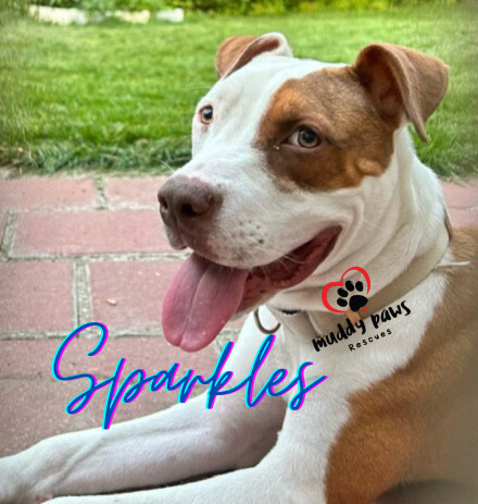 Sparkles (Survivors Litter), an adoptable Rottweiler, Pit Bull Terrier in Council Bluffs, IA, 51503 | Photo Image 1