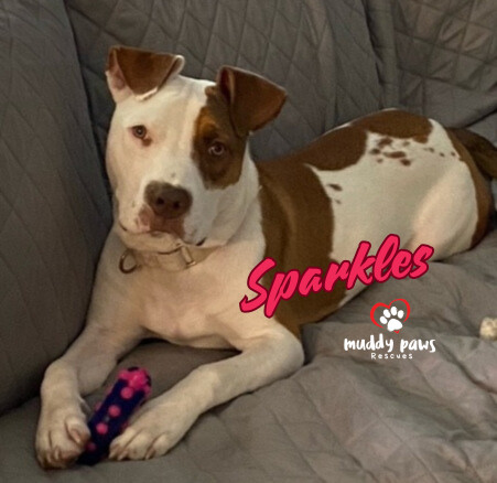 Sparkles (Survivors Litter) 2