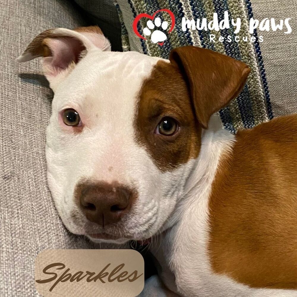 Sparkles (Survivors Litter), an adoptable Rottweiler, Pit Bull Terrier in Council Bluffs, IA, 51503 | Photo Image 3