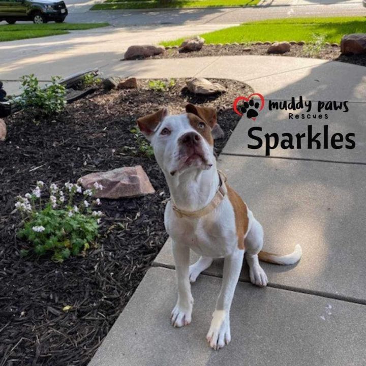 Sparkles (Survivors Litter) 4