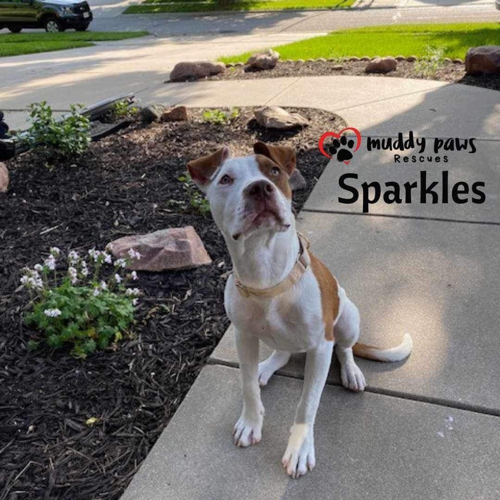 Sparkles (Survivors Litter), an adoptable Rottweiler, Pit Bull Terrier in Council Bluffs, IA, 51503 | Photo Image 4