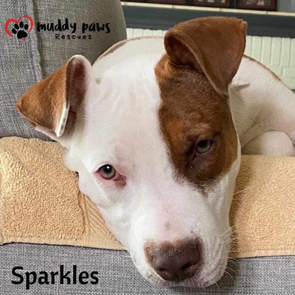 Sparkles (Survivors Litter)