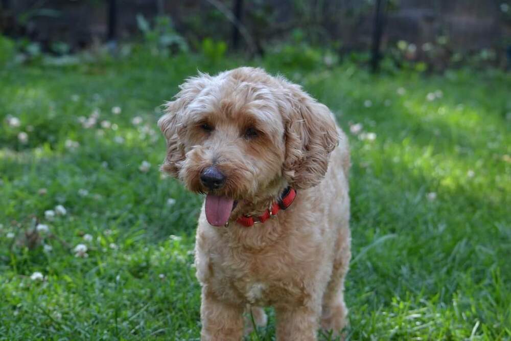 Presley (2), an adoptable Poodle in Wausau, WI, 54401 | Photo Image 1