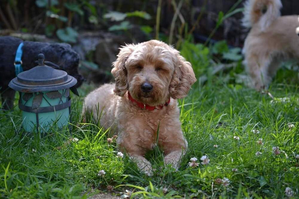 Presley (2), an adoptable Poodle in Wausau, WI, 54401 | Photo Image 2