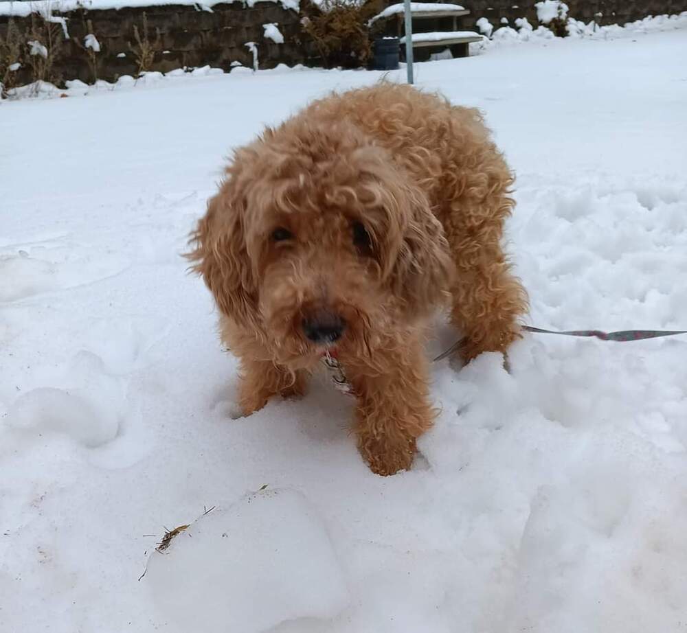 Presley (2), an adoptable Poodle in Wausau, WI, 54401 | Photo Image 3